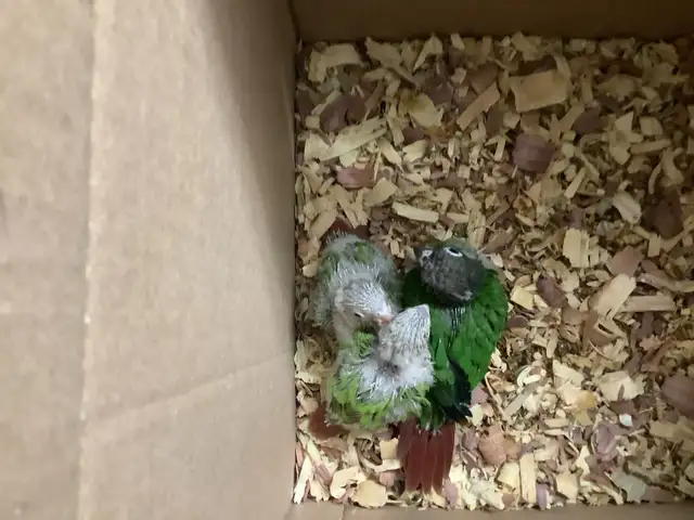 conure babies - Photo 4