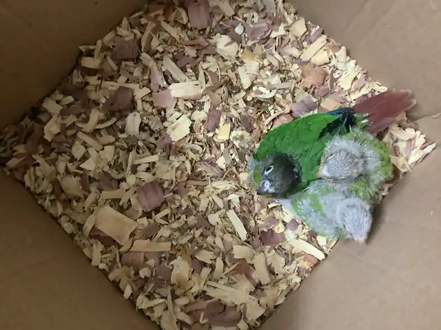 conure babies - Photo 5
