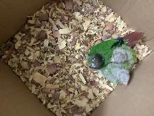 conure babies - Photo 5