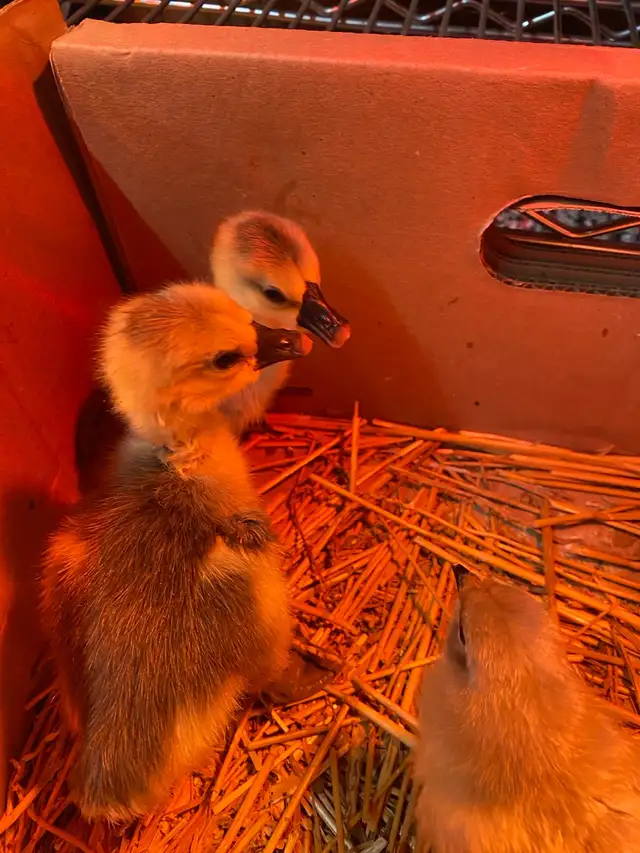 3 geese goslings