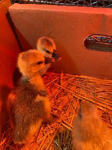 3 geese goslings