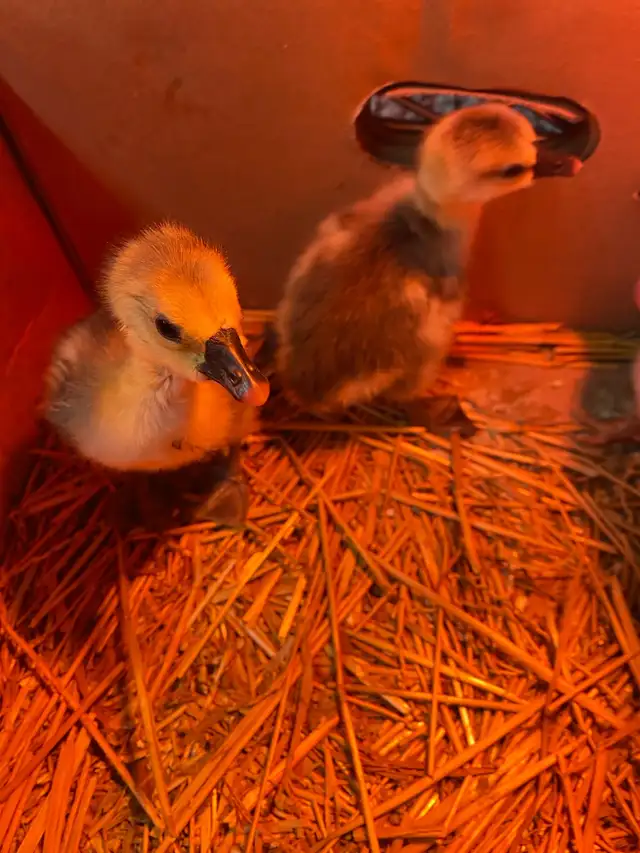 3 geese goslings - Photo 2