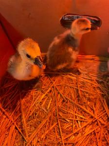 3 geese goslings - Photo 2