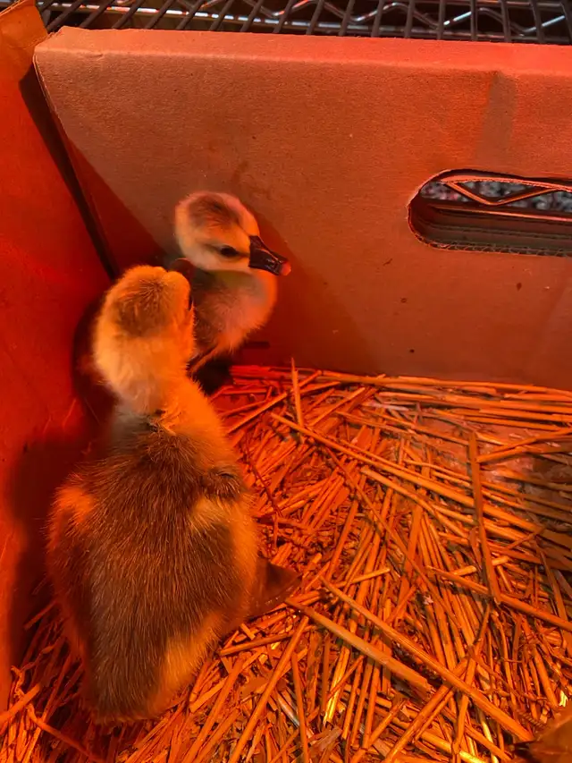 3 geese goslings - Photo 3