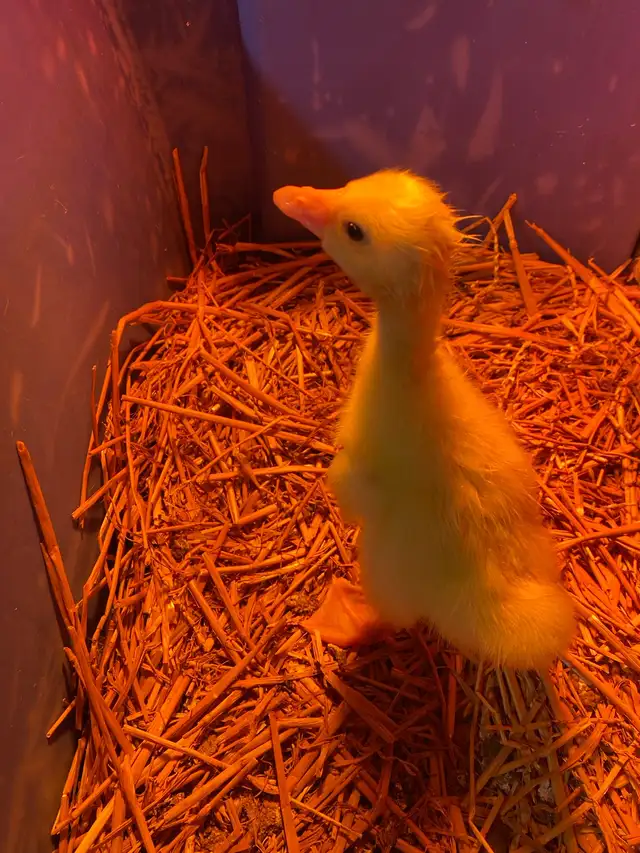 3 geese goslings - Photo 4