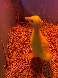 3 geese goslings - Photo 4