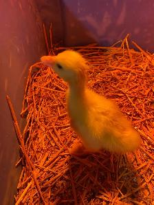 3 geese goslings - Photo 5