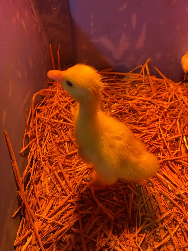 3 geese goslings - Photo 6