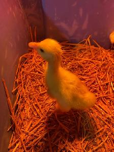 3 geese goslings - Photo 6