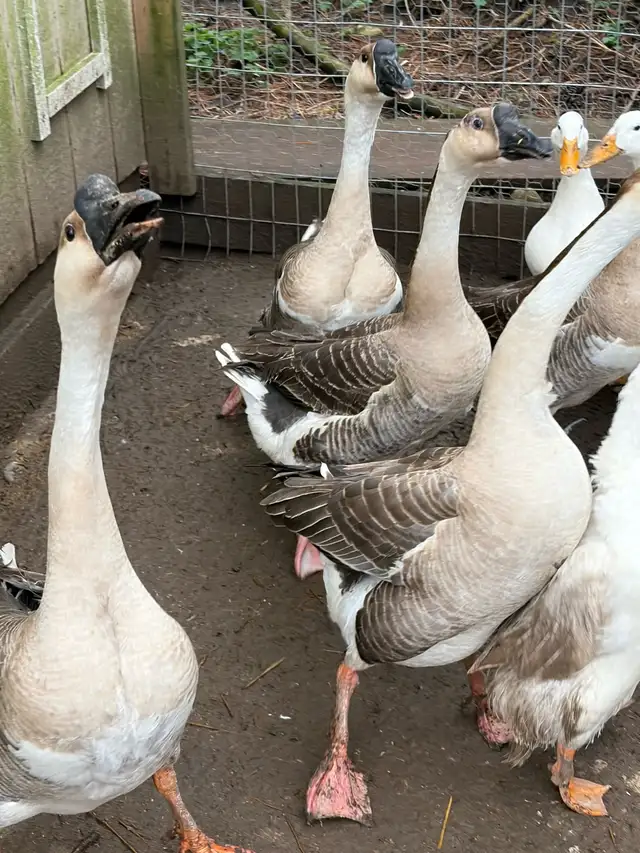 3 geese goslings - Photo 7