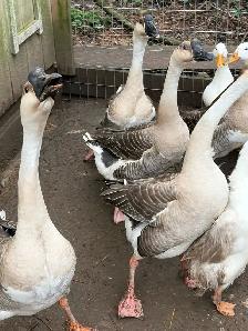 3 geese goslings - Photo 7