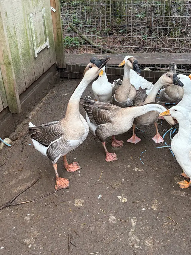 3 geese goslings - Photo 8