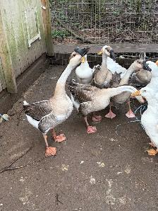 3 geese goslings - Photo 8
