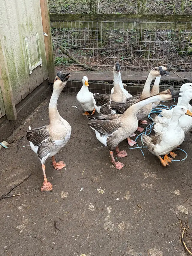 3 geese goslings - Photo 9