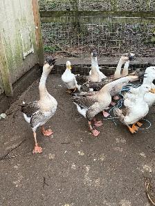 3 geese goslings - Photo 9