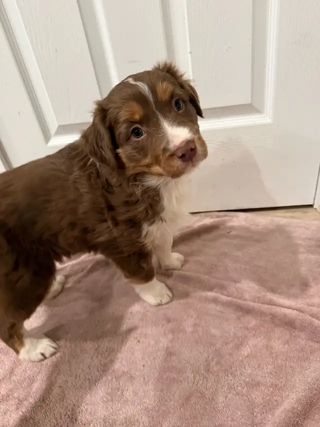 Beautiful Female Australian Shepherd