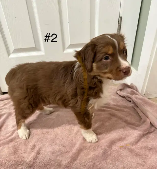 Beautiful Female Australian Shepherd - Photo 3