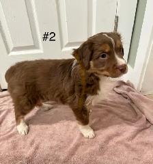 Beautiful Female Australian Shepherd - Photo 3
