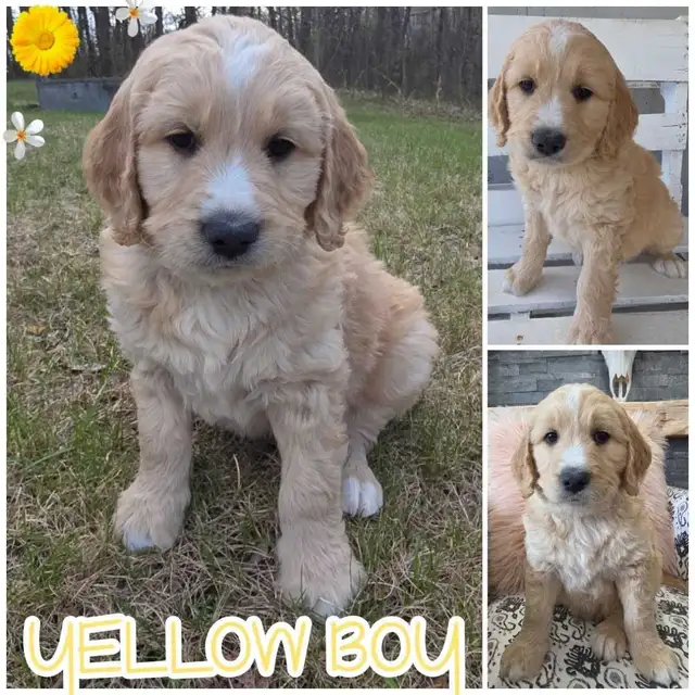 Goldendoodles