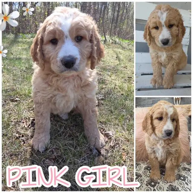 Goldendoodles - Photo 2