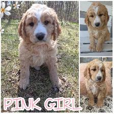 Goldendoodles - Photo 2