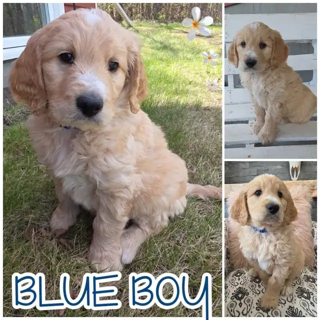Goldendoodles - Photo 3