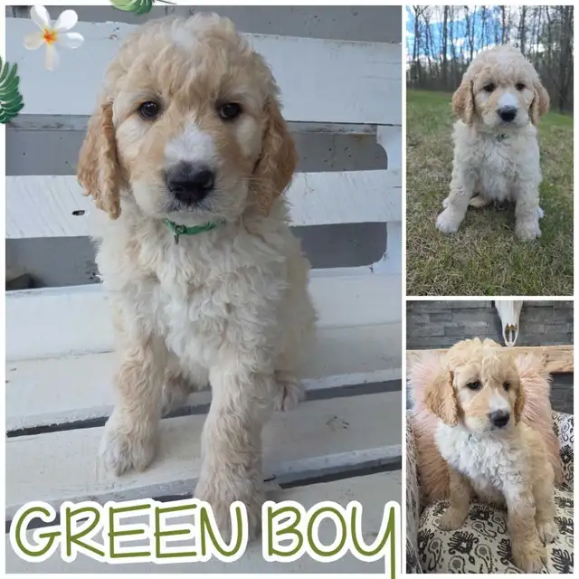 Goldendoodles - Photo 4