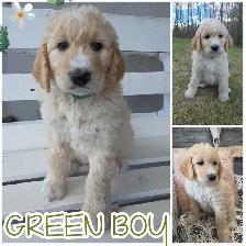 Goldendoodles - Photo 4