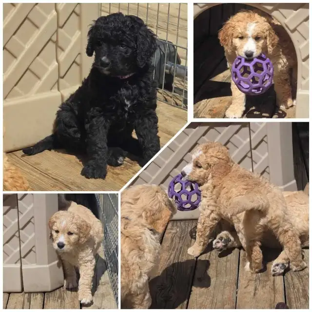 Goldendoodles - Photo 5