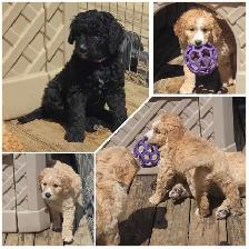Goldendoodles - Photo 5