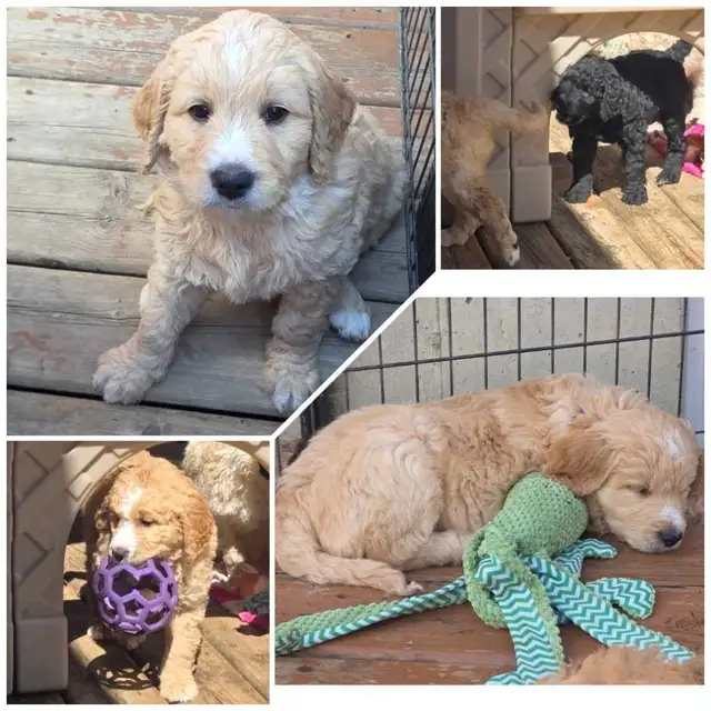 Goldendoodles - Photo 6