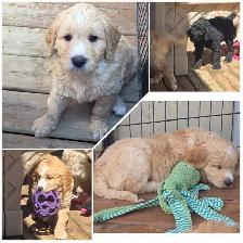 Goldendoodles - Photo 6