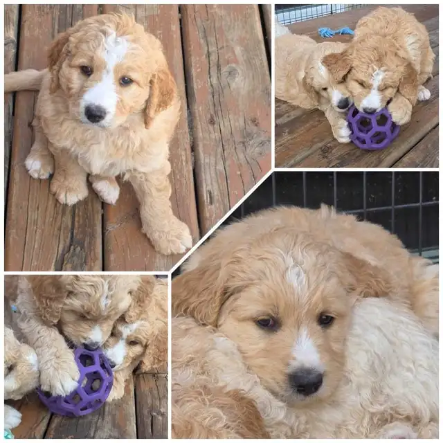 Goldendoodles - Photo 7