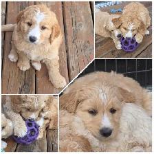 Goldendoodles - Photo 7