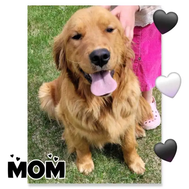 Goldendoodles - Photo 8