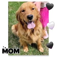 Goldendoodles - Photo 8