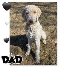 Goldendoodles - Photo 9