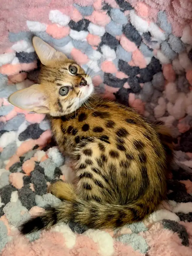 F1 Savannah kittens registered TICA - Photo 2