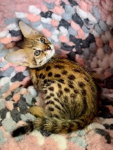 F1 Savannah kittens registered TICA - Photo 2
