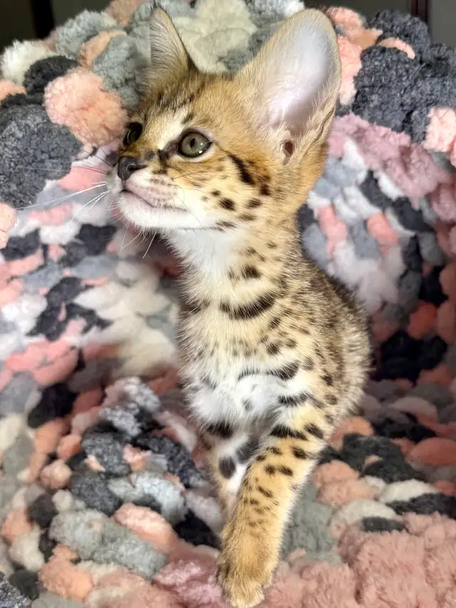 F1 Savannah kittens registered TICA - Photo 3