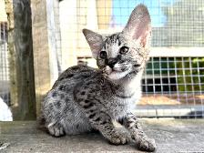 F1 Savannah kittens registered TICA - Photo 4