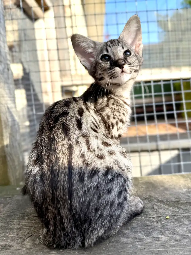 F1 Savannah kittens registered TICA - Photo 5