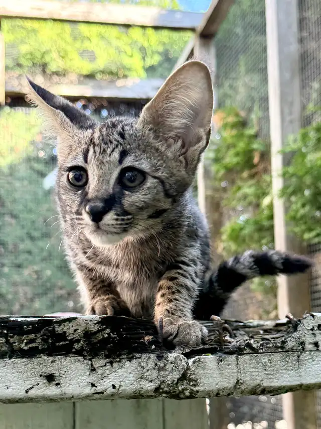 F1 Savannah kittens registered TICA - Photo 7