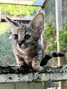 F1 Savannah kittens registered TICA - Photo 7