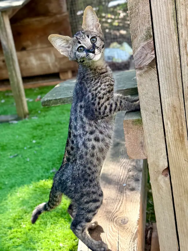 F1 Savannah kittens registered TICA - Photo 8