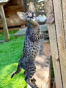 F1 Savannah kittens registered TICA - Photo 8