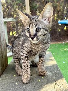 F1 Savannah kittens registered TICA - Photo 9