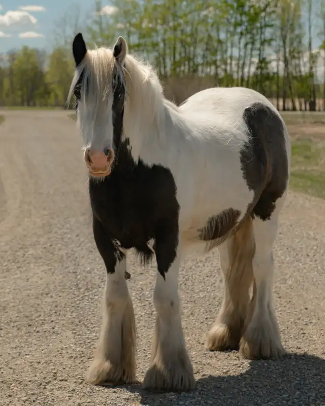 2024 registered gypsy vanner gelding