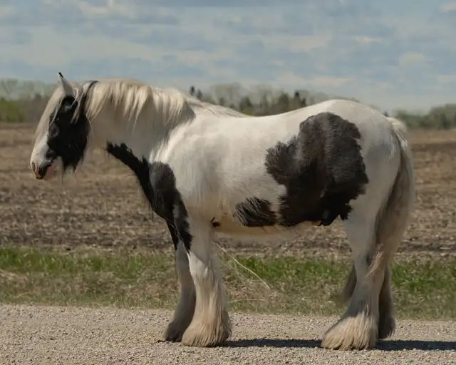 2024 registered gypsy vanner gelding - Photo 2