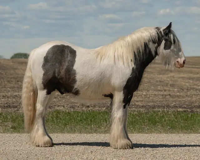 2024 registered gypsy vanner gelding - Photo 3